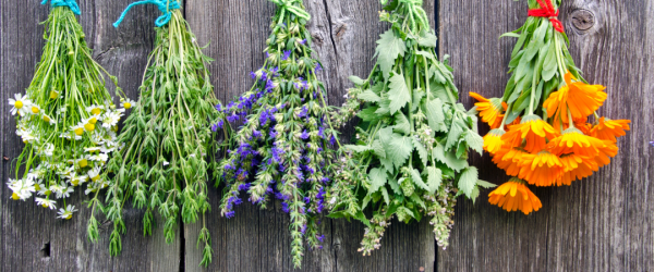 tante-emma-garten-krauter1-600x250-crop-51-59.png