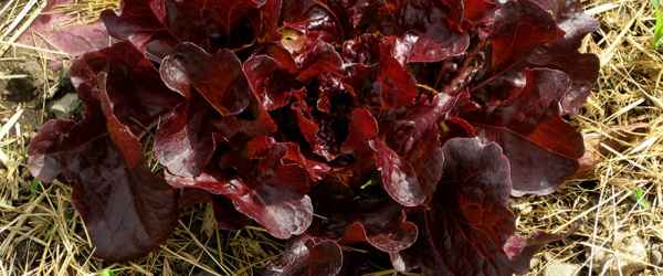 selbsternte_salat_rot_gemulcht-600x250-crop.jpg