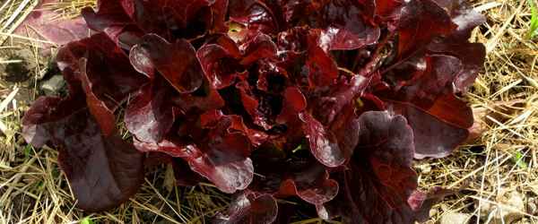 selbsternte-salat-rot-gemulcht-600x250-crop-50-50.jpg