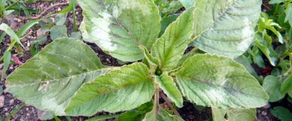 amarant-pflanze-600x250-crop-48-50.jpg