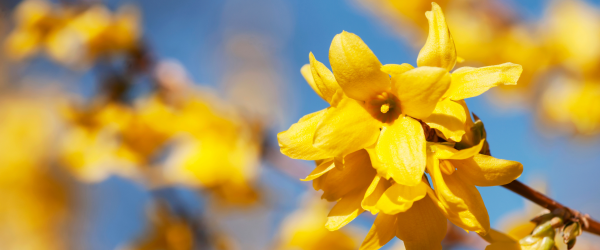 erstfruhling-600x250-crop-50-50.png