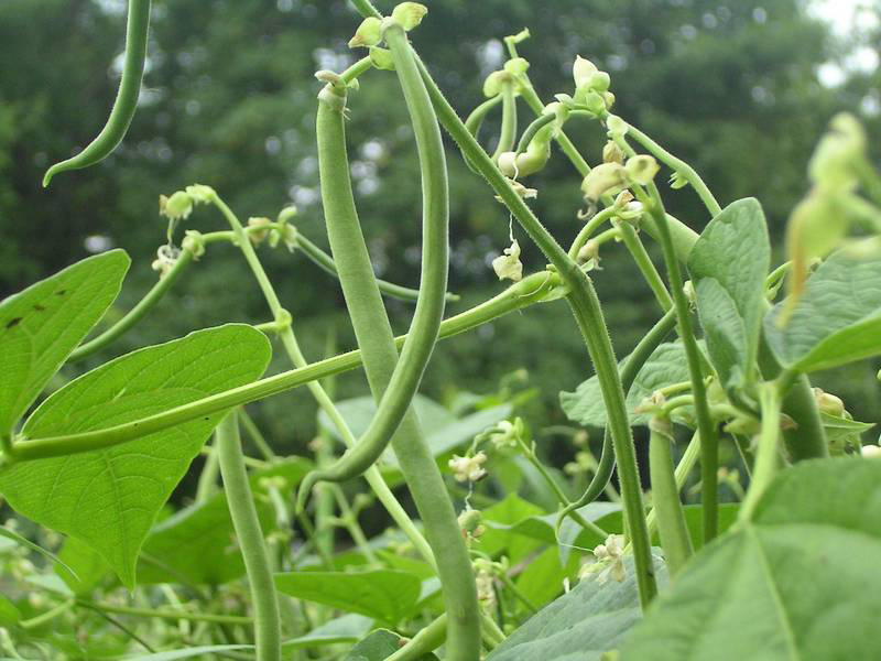 selbsternte_fisolen_gartenzeit.jpg