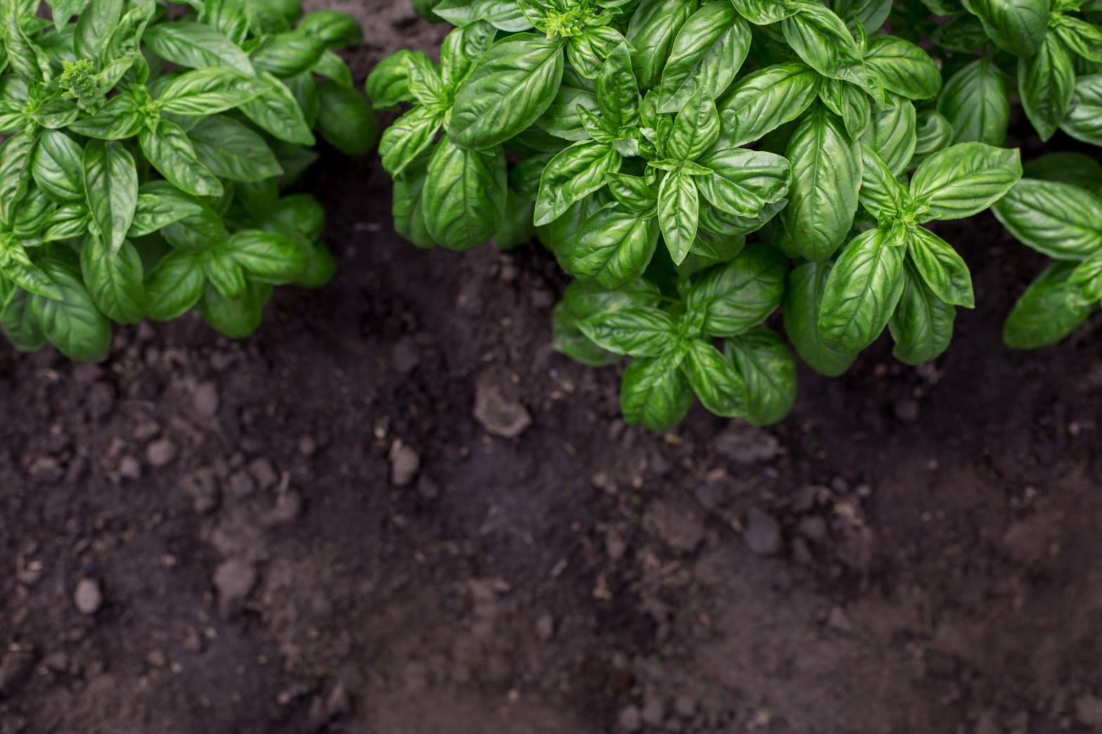 license-organic-green-basil-plant-in-the-garden-5559576.jpg