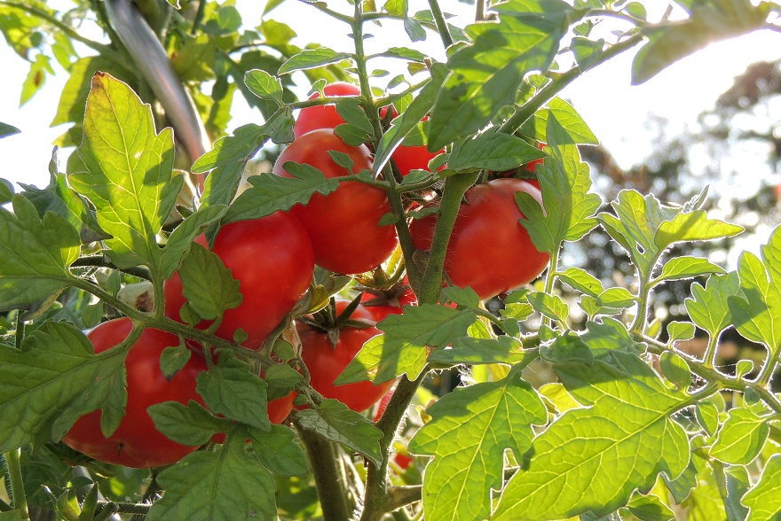 selbsternte_tomaten.jpg