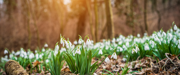 blogbilder-vorfruhling-600x250-crop-50-50.png