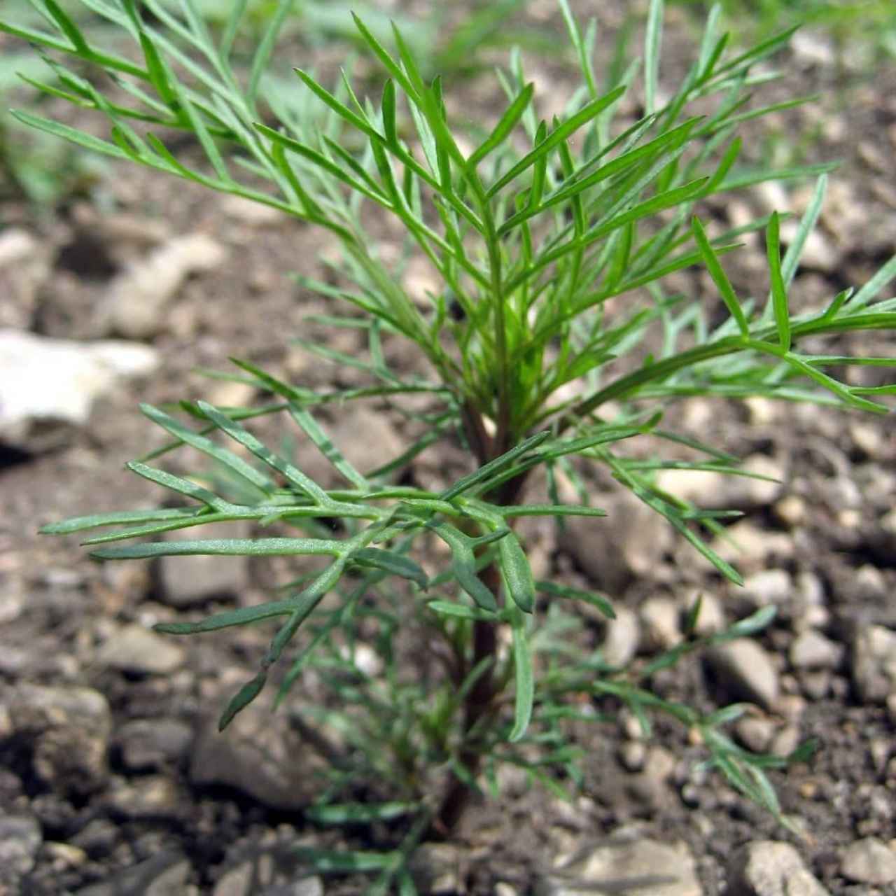 cosmeajungpflanze1-1280x1280-crop-58-52.jpg