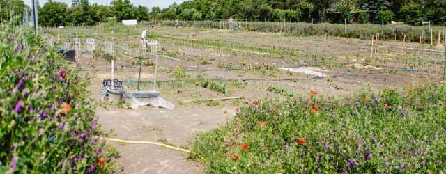 selbsternte-biohof-radl-odenburgerstr-1-640x250-crop-49-59.jpg