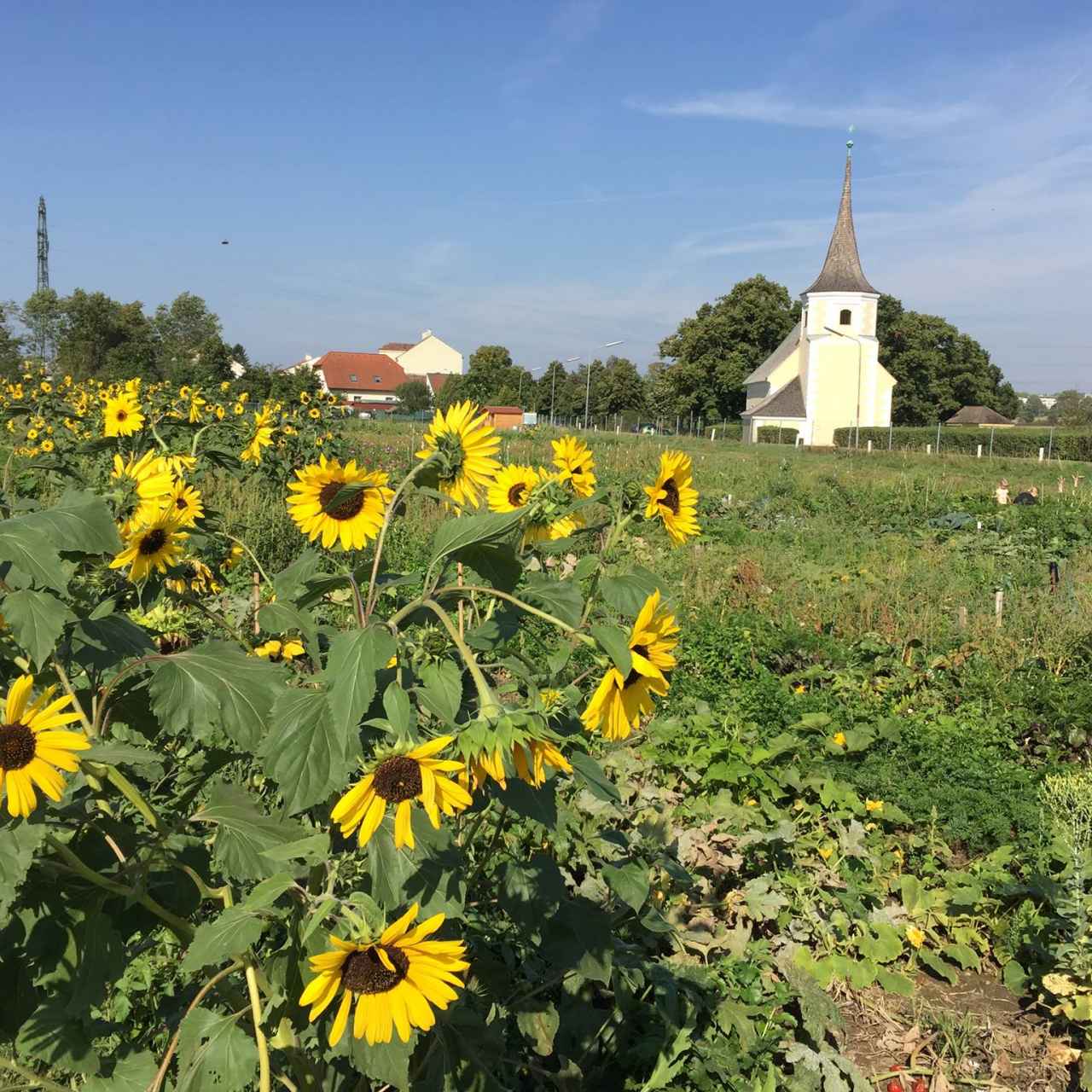 selbsternte-kirchenacker-1-facebook-1280x1280-crop-50-50.jpg