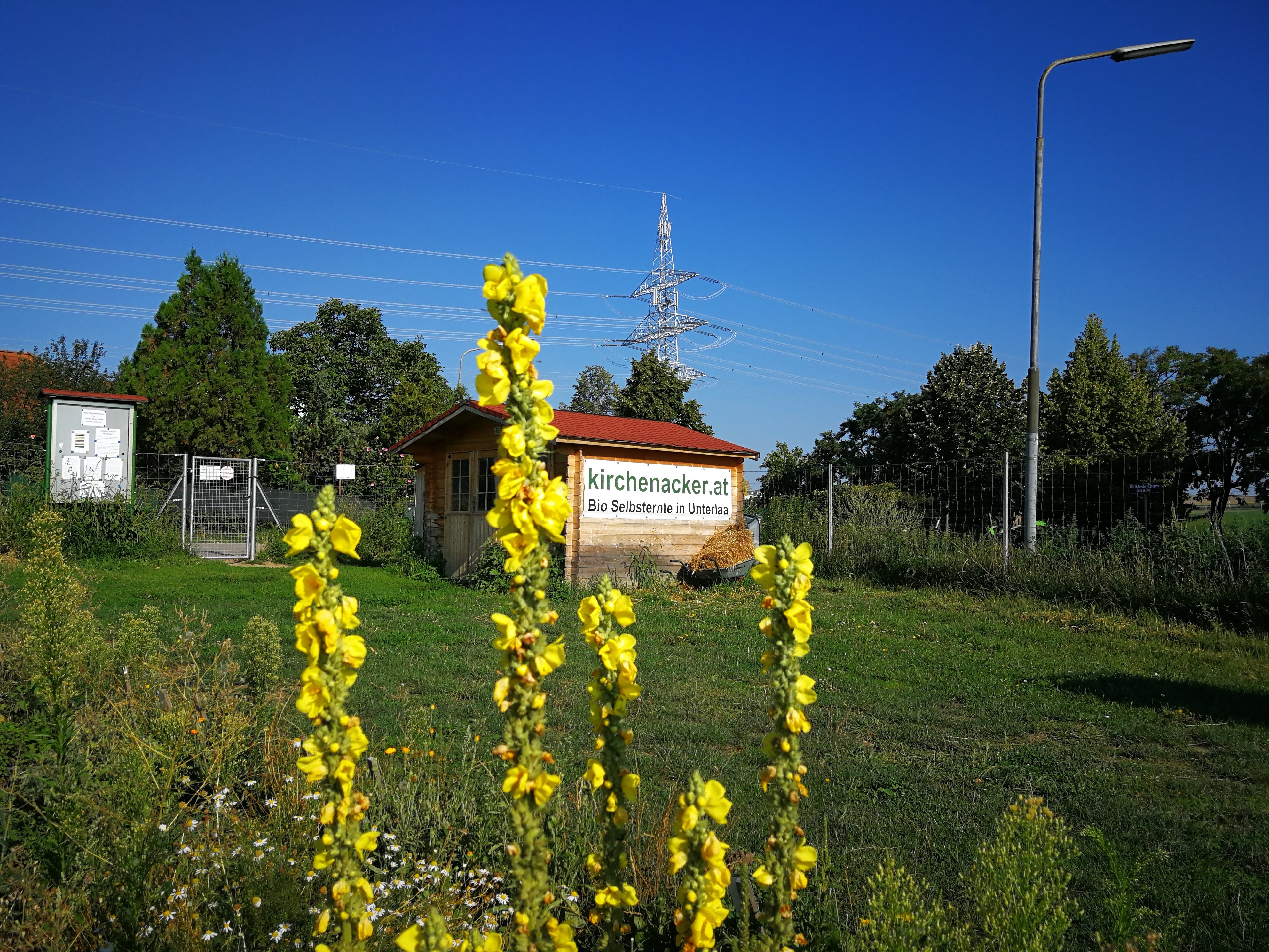 selbsternte_kirchenacker_img_20180731_085331.jpg